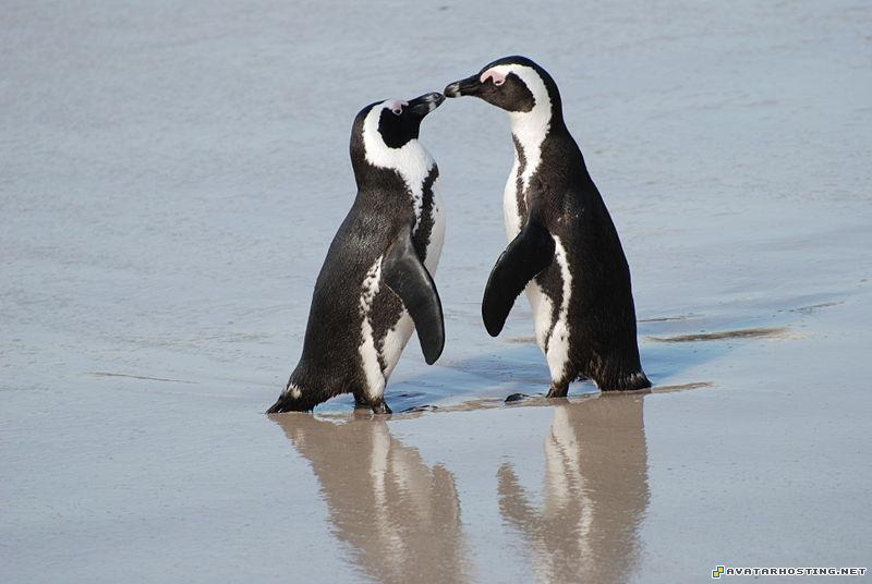 private photo hosting penguins kissing